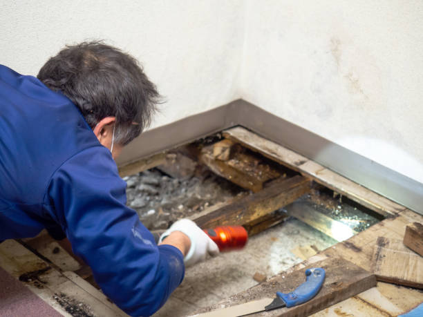 Best Toxic Mold Removal  in Ambler, PA
