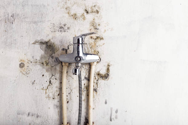 Best Commercial Mold Removal  in Ambler, PA
