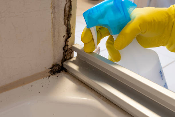 Best Professional Mold Removal  in Ambler, PA